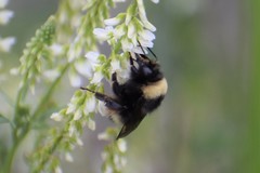 Bombus mckayi