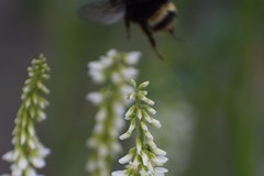 Bombus mckayi