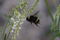 Bombus mckayi