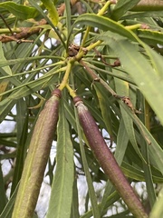 Astianthus viminalis