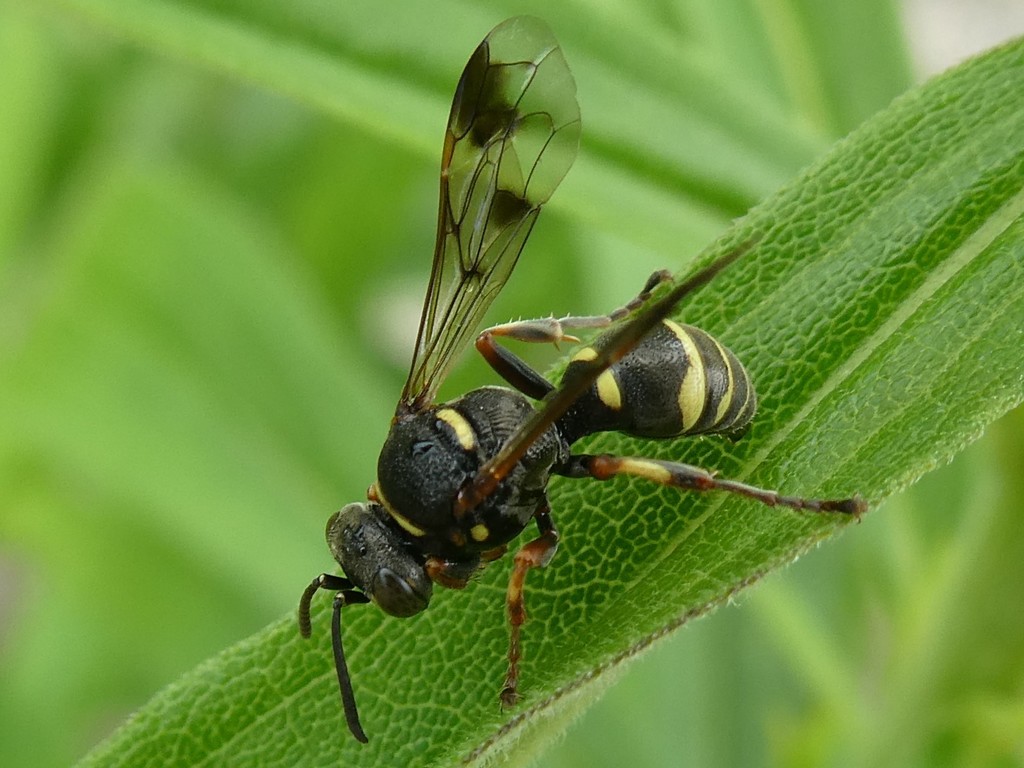 Hoplisoides nebulosus nebulosus
