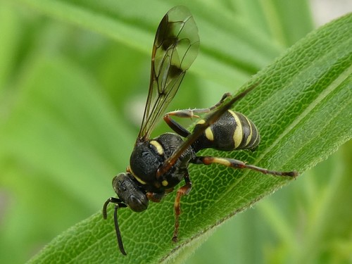 Hoplisoides nebulosus nebulosus