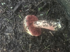 Chalciporus rubinellus