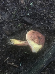 Chalciporus rubinellus