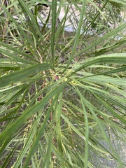 Astianthus viminalis