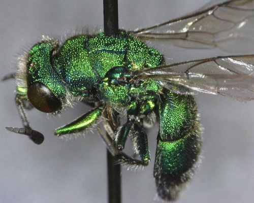 iNaturalist observation photo of Chrysura