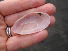 Gari convexa