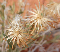 Brickellia oblongifolia