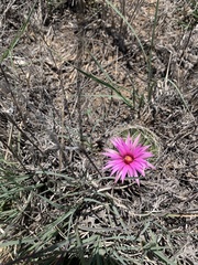 Mammillaria wrightii wrightii