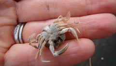 Nectocarcinus antarcticus