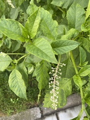 Phytolacca americana