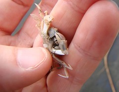 Nectocarcinus antarcticus