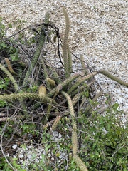 Nyctocereus serpentinus