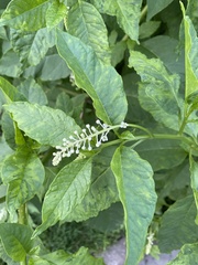 Phytolacca americana