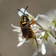 Sphecomyia vittata