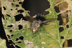 Jurinella