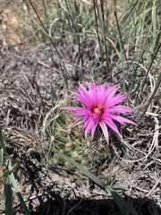 Mammillaria wrightii wrightii