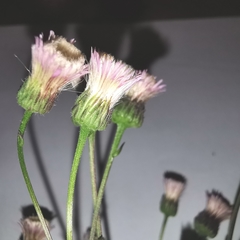 Erigeron acris angulosus