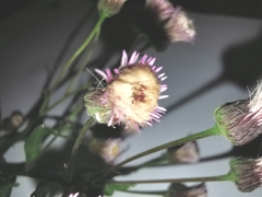 Erigeron acris angulosus