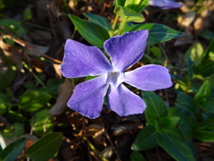 Vinca major