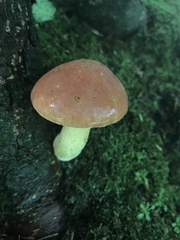 Chalciporus rubinellus