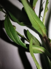 Erigeron acris angulosus
