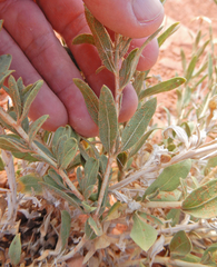 Brickellia oblongifolia