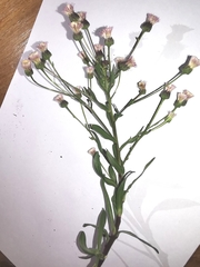 Erigeron acris angulosus