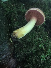 Chalciporus rubinellus