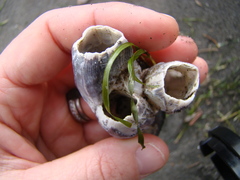 Austromegabalanus nigrescens