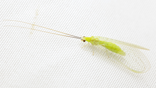 Ceraeochrysa lineaticornis (Fitch, 1855)