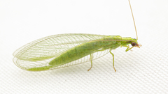 Chrysoperla harrisii