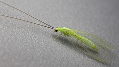 Ceraeochrysa lineaticornis