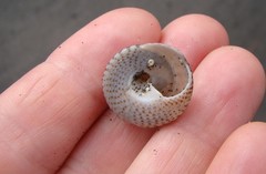 Coelotrochus tiaratus