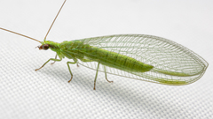 Chrysoperla harrisii