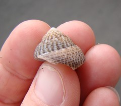 Coelotrochus tiaratus