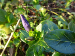 Vinca major