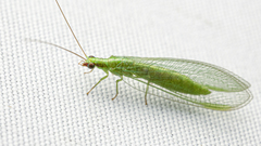 Chrysoperla harrisii