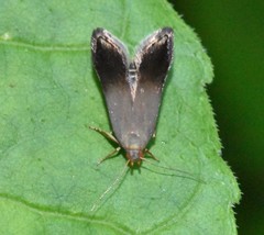 Anacampsis nonstrigella