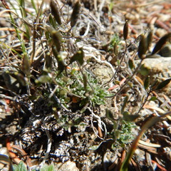 Draba nivalis