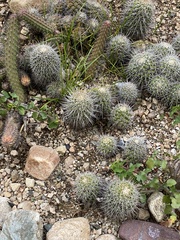 Mammillaria carnea