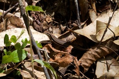 Trachylepis gravenhorstii