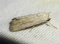 Catabenoides