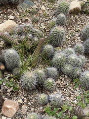 Mammillaria carnea