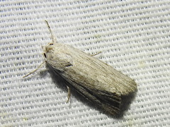 Catabenoides