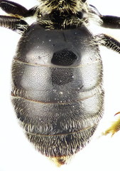 Lasioglossum medinai