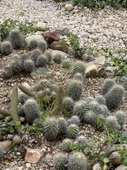 Mammillaria carnea