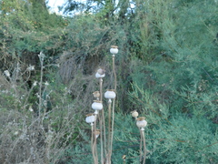 Papaver somniferum