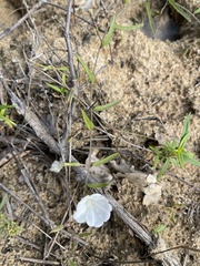 Stylisma patens angustifolia