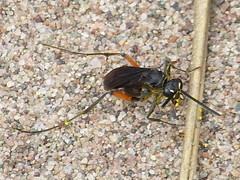 Ceropales bipunctata